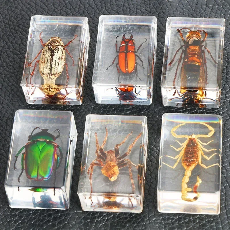 Insect Bugs Specimen Resin Taxidermia Insect Scorpion Epoxy Resin Bug Spider Beetles Specimen Insect Collection Desk Decoration