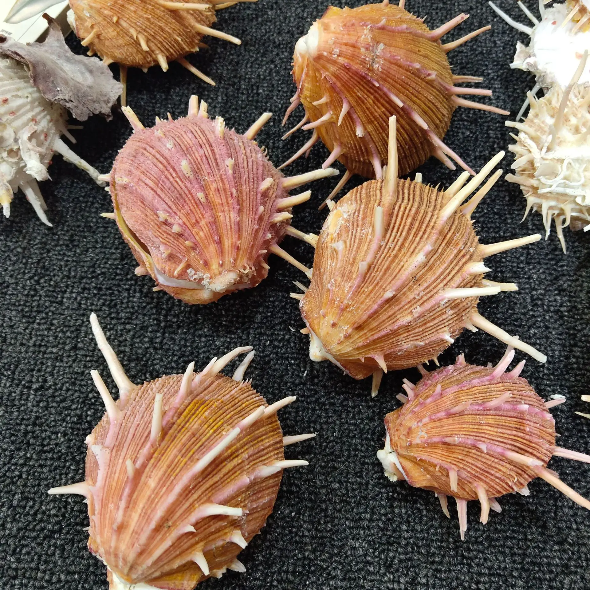 Natural Conch & Shell Decoration (8-13cm): Specimen for Snail Collectibles, Spondylus regius Linnaeus view 4