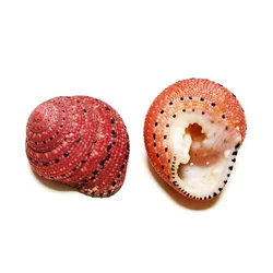 Natural Red Purplish clanpulus Shell Rare clanpulus Puniceus Seashell Nautical esemplare Fish Tank Wedding Home Decor gioielli fai da te