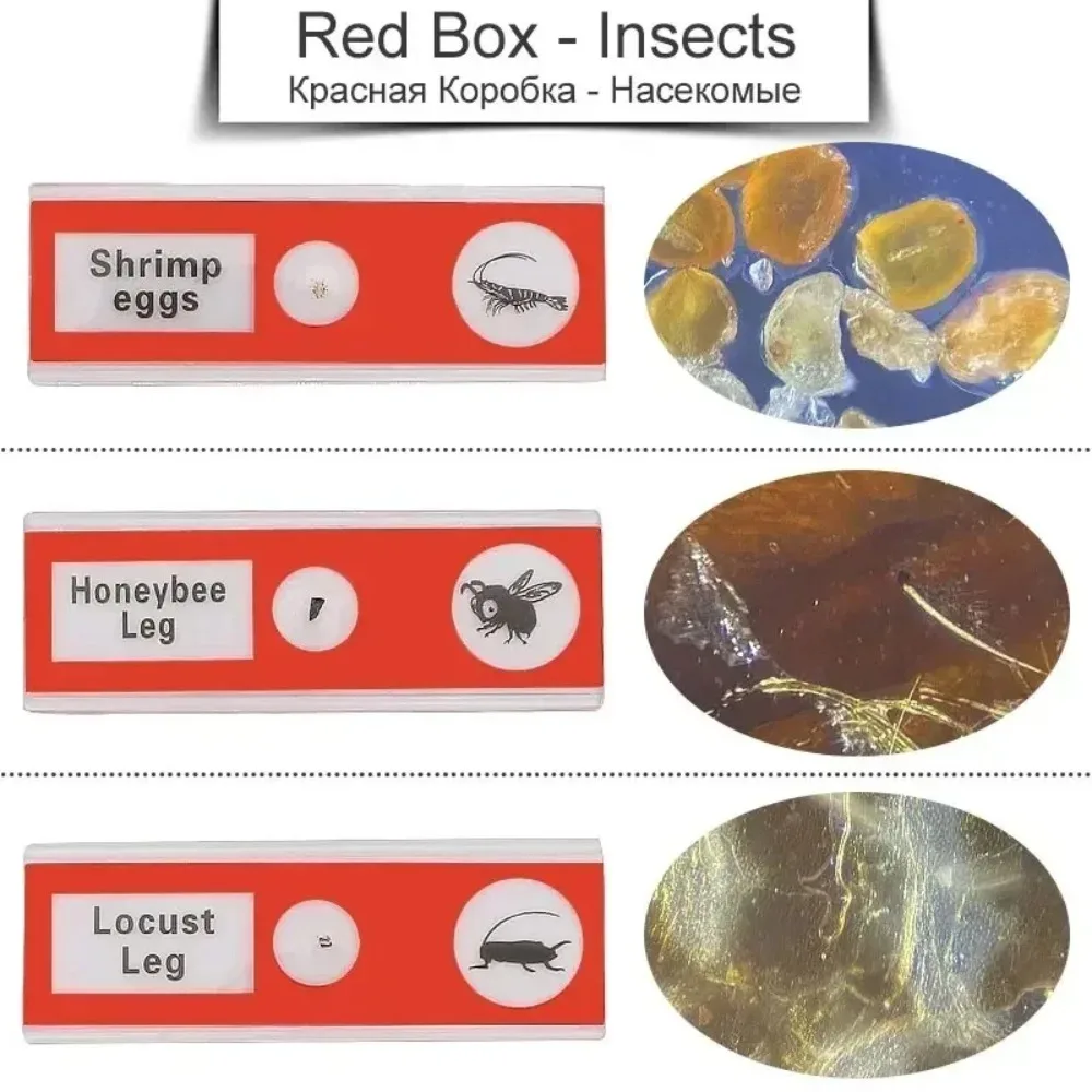 Plástico Preparado Microscópio Slides, Animais Slides, Insetos, Plantas, Flores, Espécimes de Amostra, Microscópios Estéreo, Presente Infantil, 12pcs