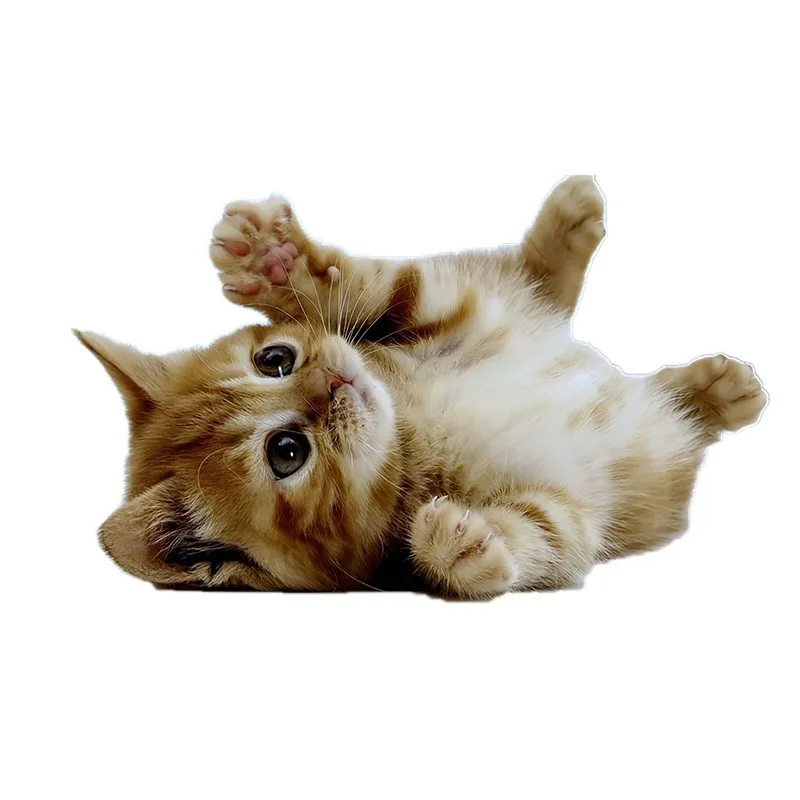 Хэллоуин прекрасный кот персидский кот Берокман Bombay британский короткошерстный бирманский стикер на стену украшение дома наклейки для автомобиля 15 см ПВХ KK