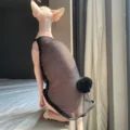 Only Vest