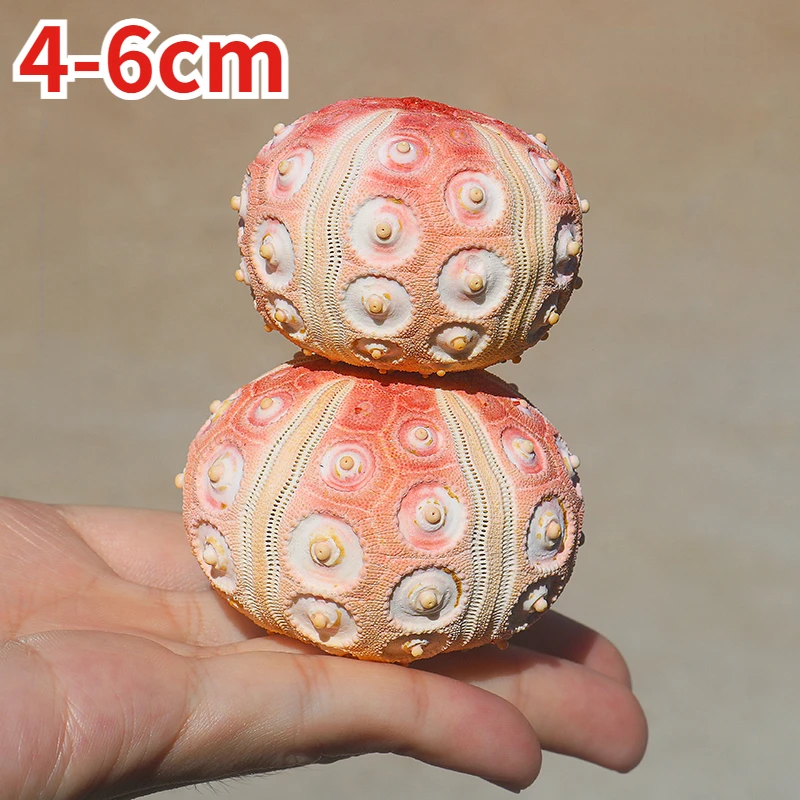 Cidaris sp. Natural Conch Shell Natural Color Rare Species Collection Specimens Home Decor Children's Science Popularization