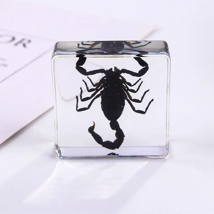 Vierkant insectenspecimen van hars, extra cognitieve leermiddelen, dierenspecimen, kunstmatig amber handwerkornament