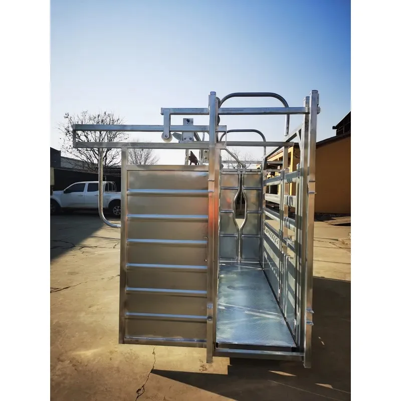 robust pasture cattle squeeze chute system with integrated weighing scales and kick resistance
