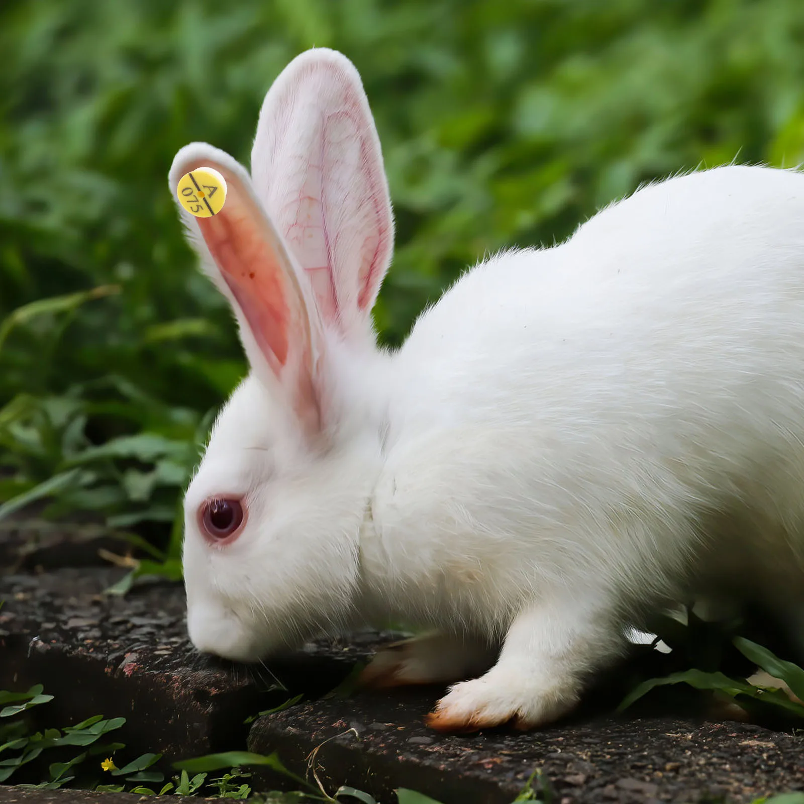 

50 Pcs Rabbit Ear Tags Durable Material Easy Installation Farm Tools Plastic Animal Supplies Livestock Identification Tag Rabbit