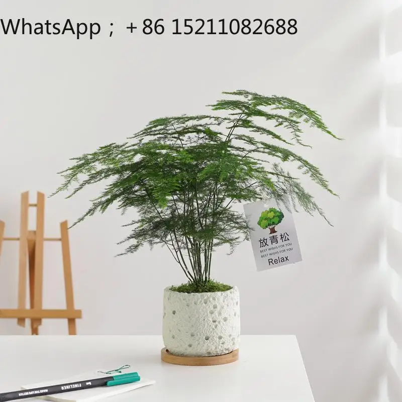 LLY Wenzhu potted plant indoor desktop living room evergreen office ornament purifies the air