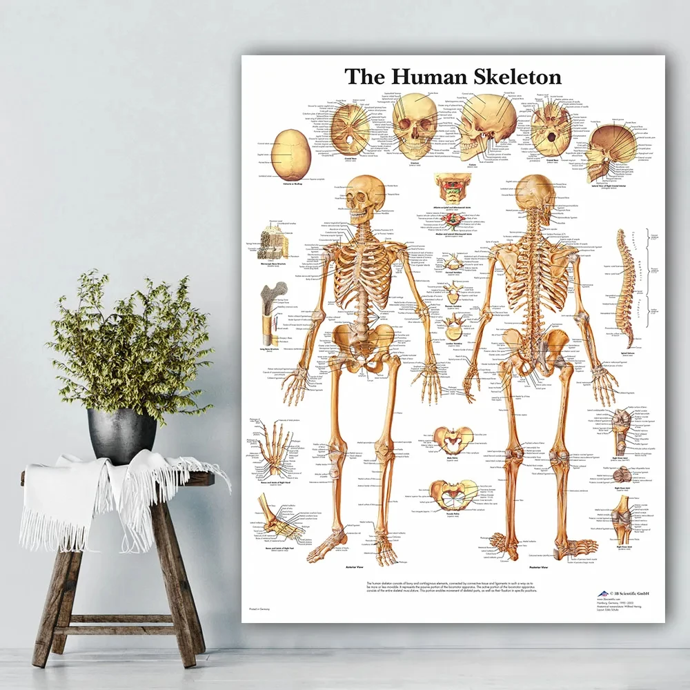 Poster und Drucke des Muskelsystems, Anatomie-Diagramm, menschlicher Körper, Schule, medizinische Wissenschaft, pädagogische Leinwandgemälde, Heimdekoration – Detail 3