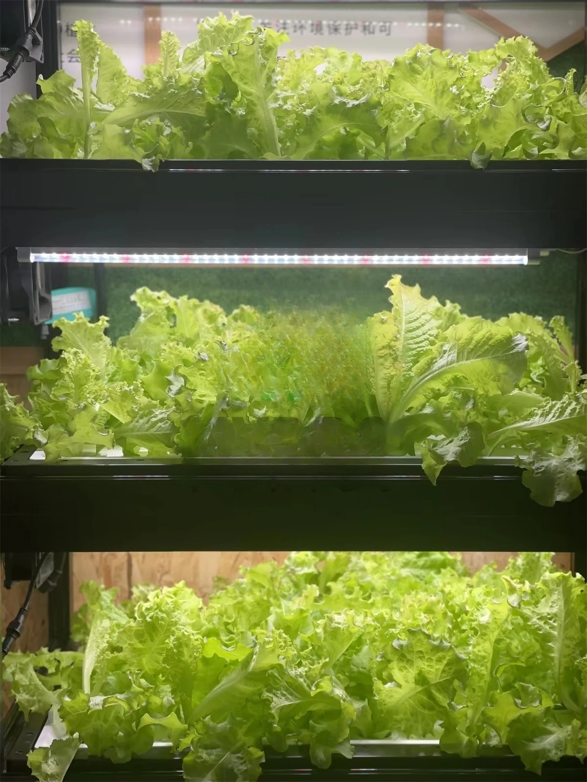 Armário Inteligente de Aquapon - Aquaponics Home Kit avaliação e preço