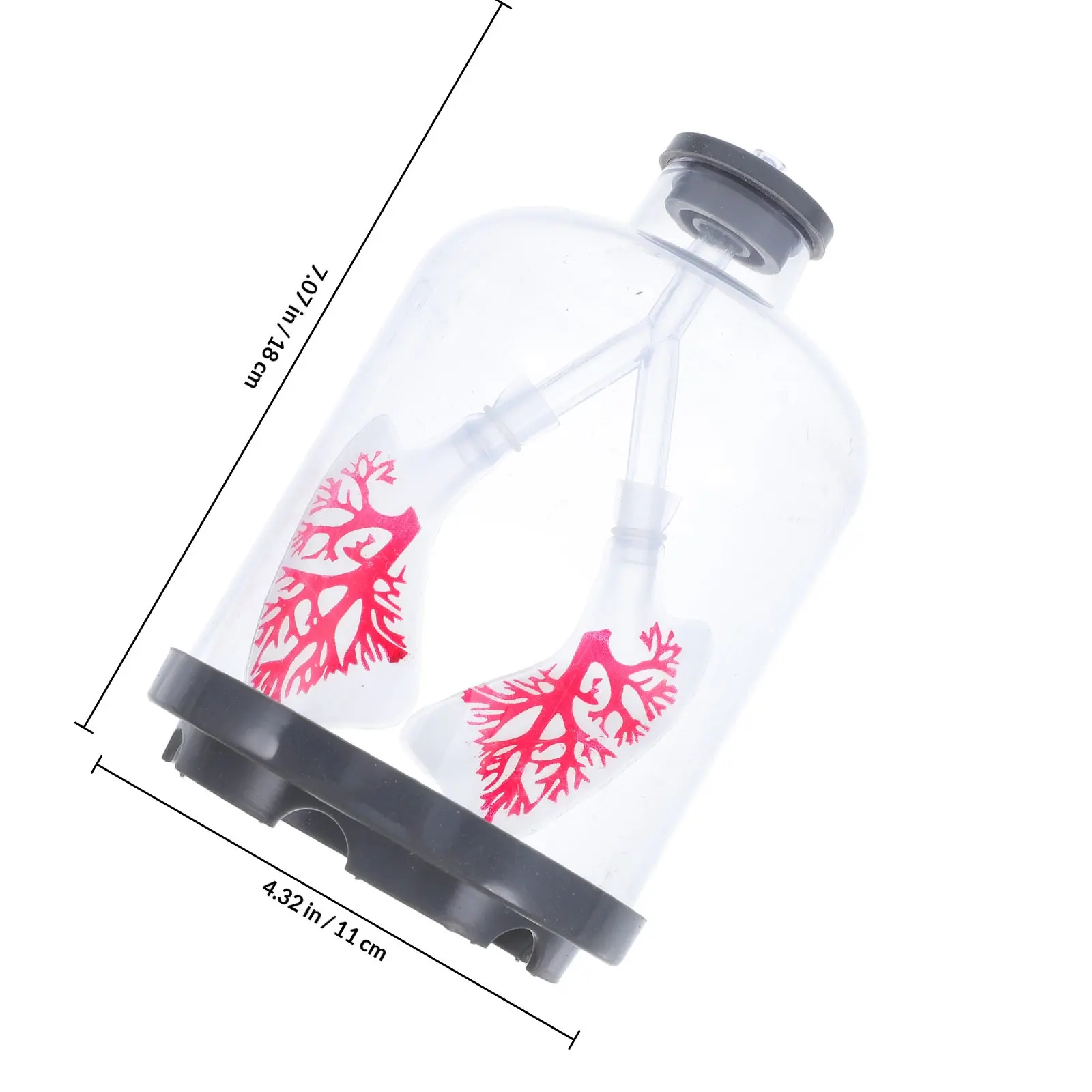 Human Lung Breathing Model Diaphragm Movement Respiratory Function Teaching Experiment Study Tool