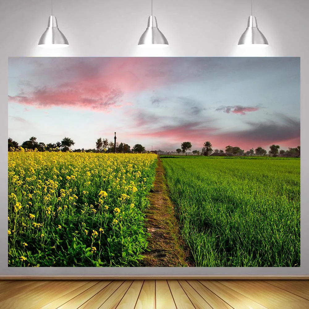 Countryside Road In Green Field Summer Scenery Way Between The Canola And Wheat Flowers Field Rural Scenery Photography Backdrop