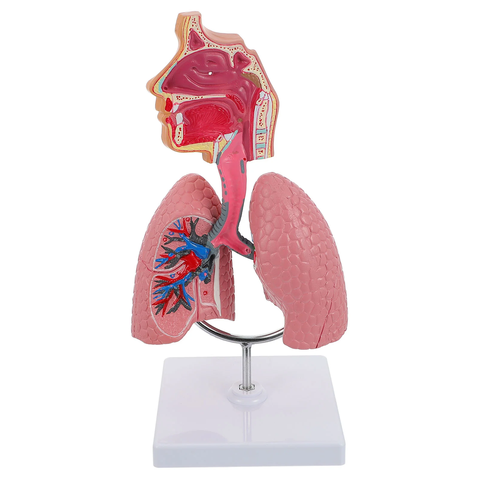 Respiratory System Model School Lung Teaching Display Care Tool Pvc Useful Vivid Child
