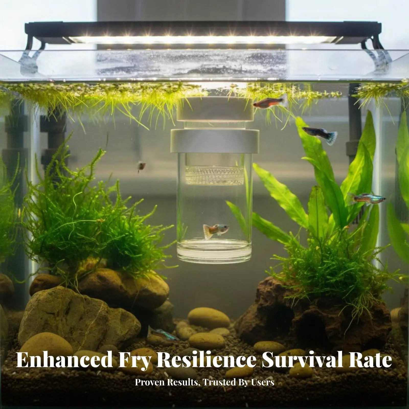 水槽内でのグッピー繁殖や攻撃的な魚の隔離用プラスチック製魚飼育箱