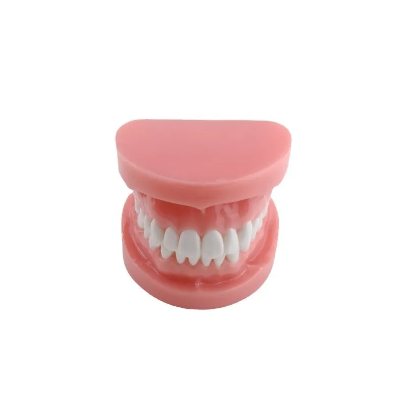 Orthodontic Misplaced Tooth Model  Model  Teaching Model  Brackets Correction