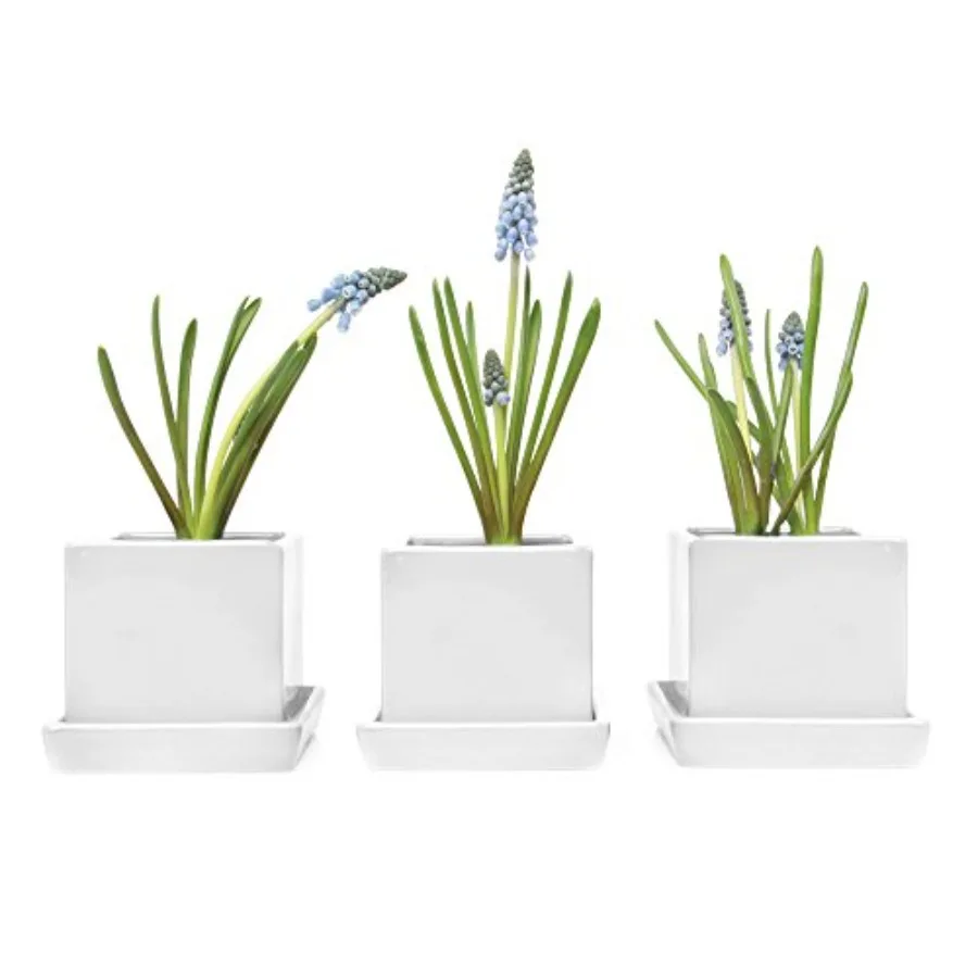 

3 Pcs Set Square Succulent Cactus Planter Pot 3 Inch Ceramic Flower Plant Container Drainage Hole/Saucer Mini Pot Indoor/Outdoo