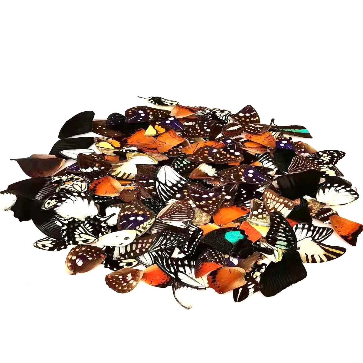 100 unids/set especímenes naturales reales alas de mariposa DIY joyería obra de arte artesanía a mano feliz collar y pendientes Accesorios