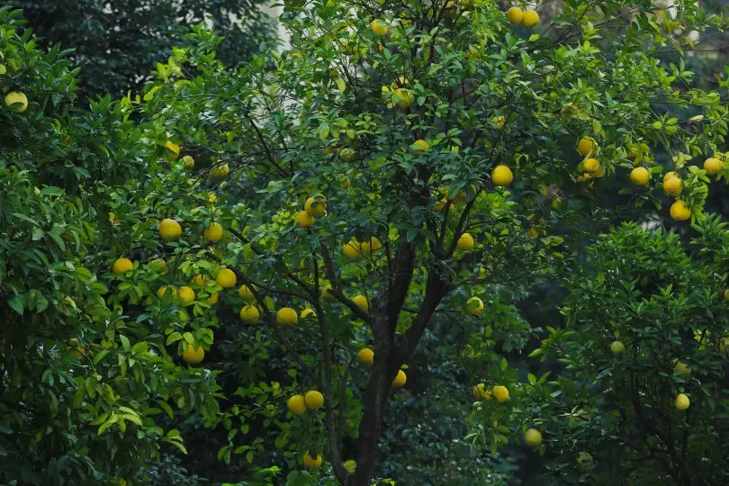 

Перезаряжаемая батарея 16S2P, встроенная BMS, подходит для аккумулятора электрического скутера, литий-ионный аккумулятор 60 В, 6800 мАч