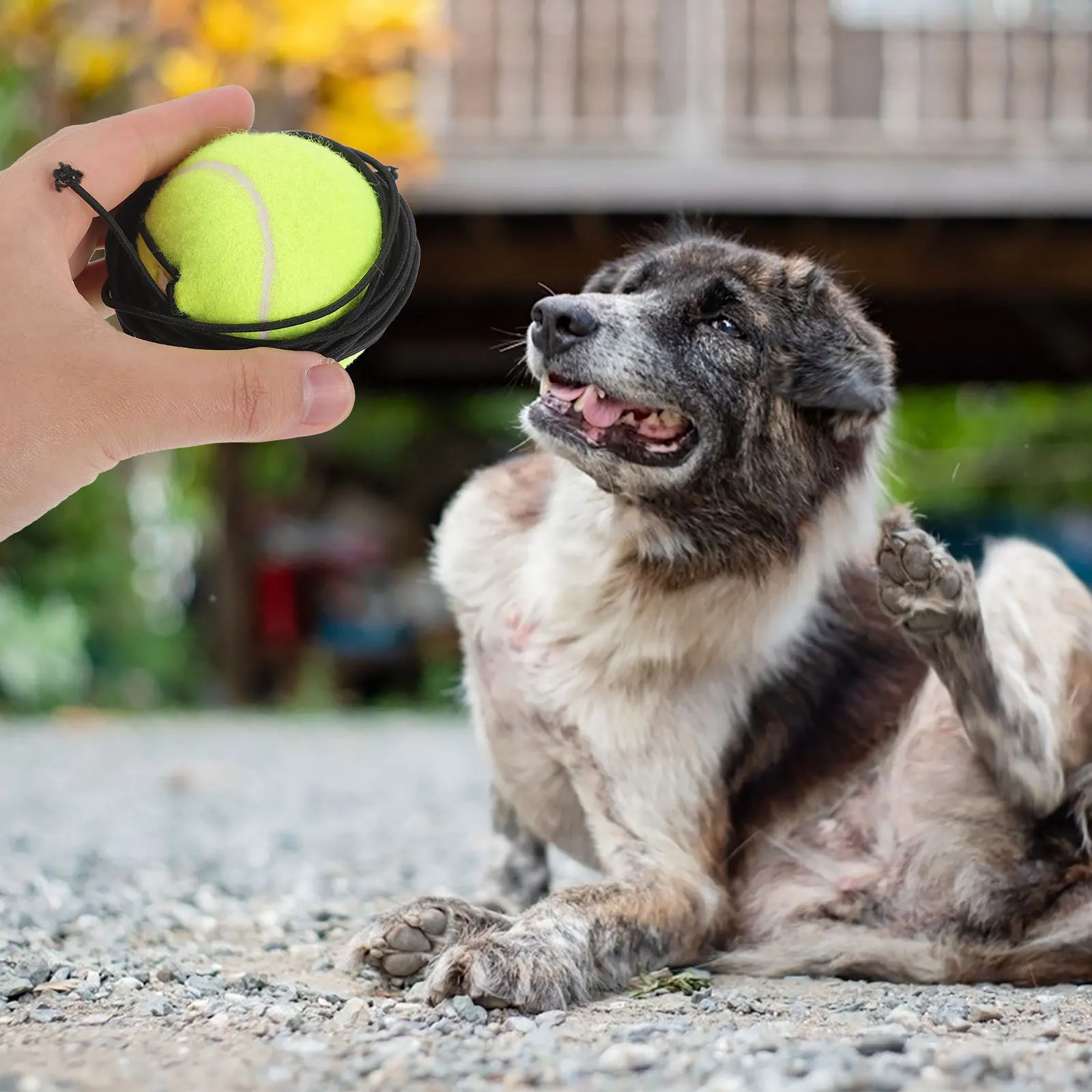 

2Pcs Dog Tennis Balls Rubber Interactive Ball for Training Playing Outdoor Exercise Practice Rubber Tennis Balls