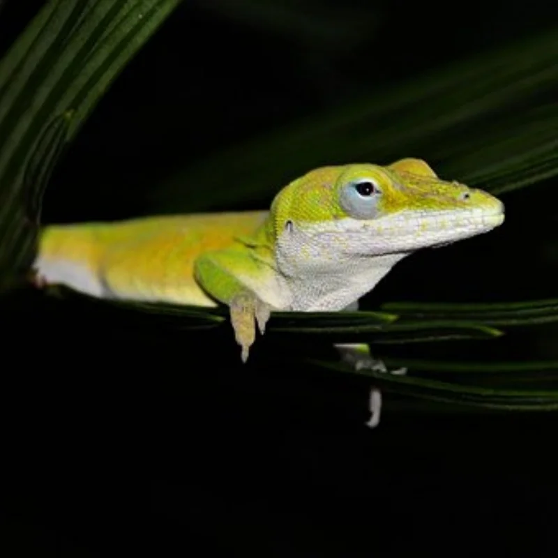 

Шины для радиоуправляемых грузовиков с пластиковыми колесными дисками 12 14 17 мм шестигранные для радиоуправляемого автомобиля в масштабе 1/10 ARRMA 727 Losi