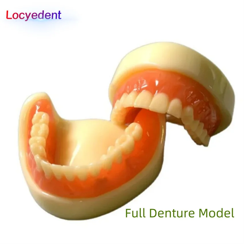 

Dental Teaching Model Full Denture Model Overdenture Magnetic Attachment Mandibular Upper Study ﻿