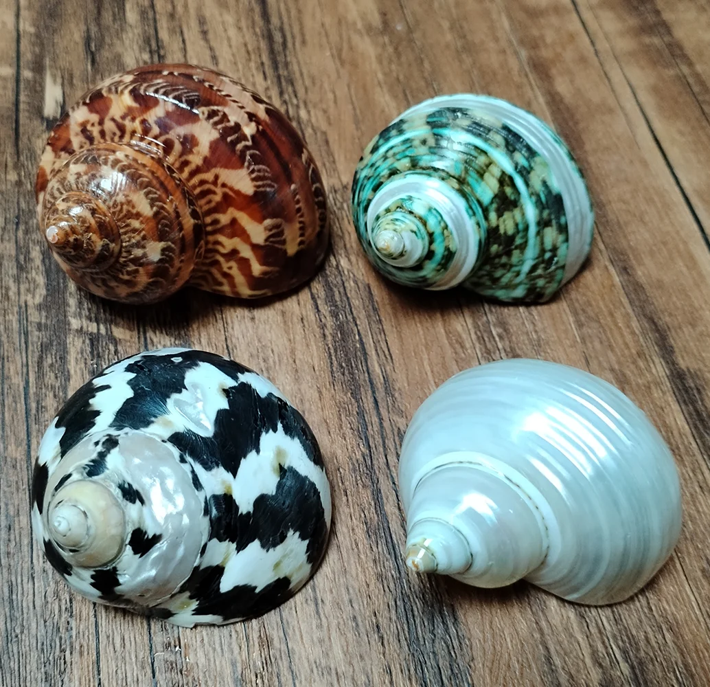 4PCS Assorted Hermit Crab Shells Colorful Turbo Shells, 4-6CM Hermit Crab House for Décor, Opening Approx 2.5CM Natural Crafts