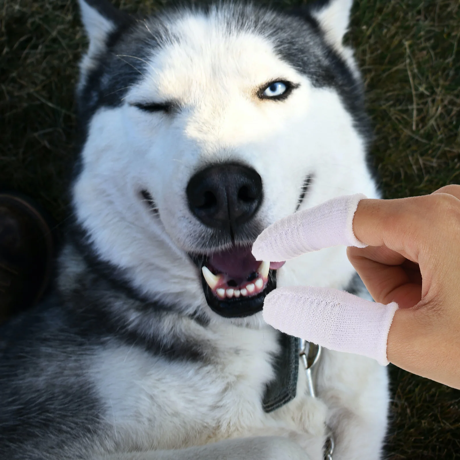 

6Pcs Pet Finger Toothbrush Dog Cat Oral Care Teeth Cleaner Remove Tartar Prevent Bad Breath Healthy Gums Tool Cat Toothbrush