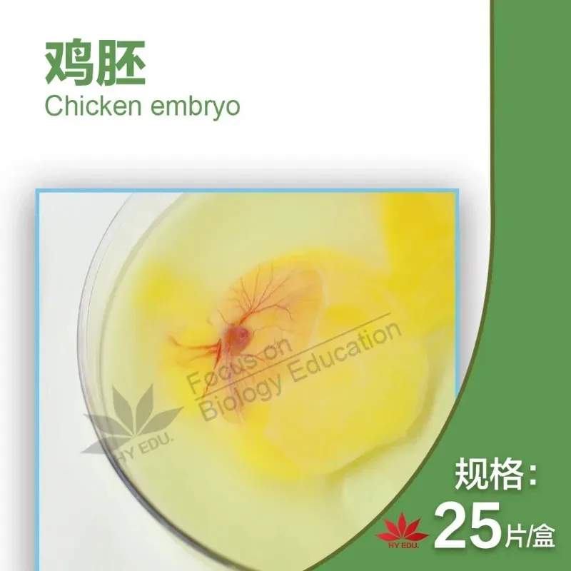 44 piezas de rodajas de muestras embriológicas 24/48/72/96 horas 15 variedades de embriones de pollo sección serie microscopio diapositiva Microscopio
