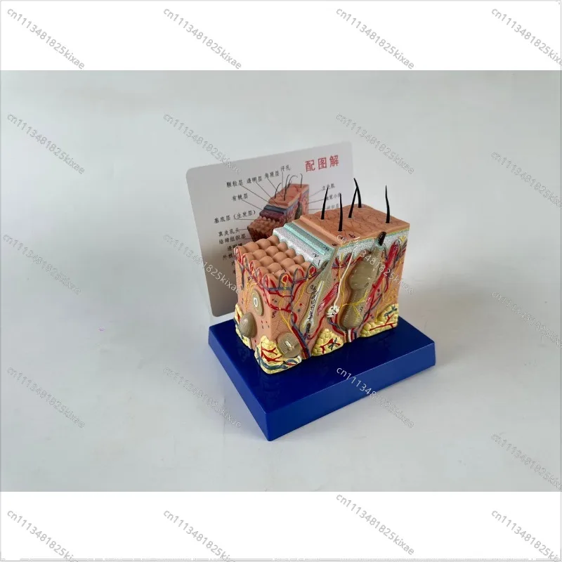 For 35x Human Skin Tissue Structure Amplified Anatomical Model Medical Aesthetic Plastic Surgery Stereoscopic Skin Model