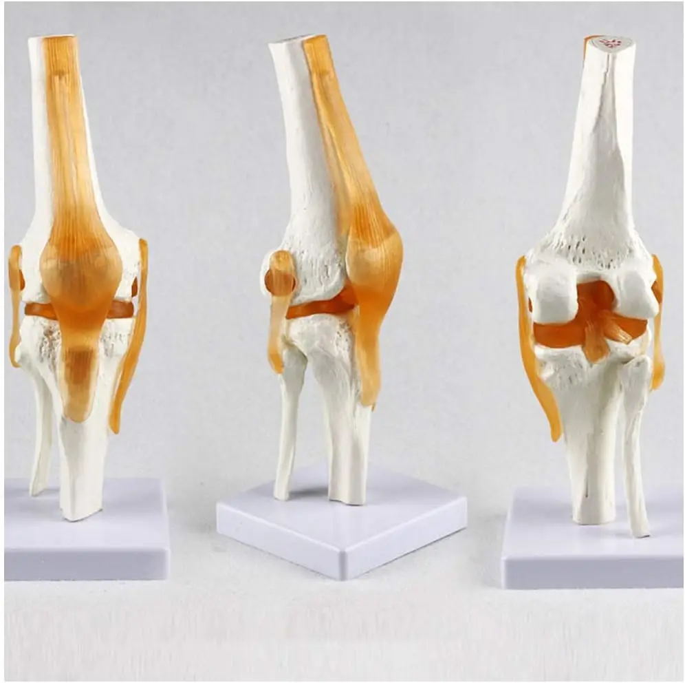 6 pcs/Set Anatomy Models Human Shoulder Elbow Hip Knee Hand Foot Joint Bone Models Human Joint Anatomy Model Science Models Huma