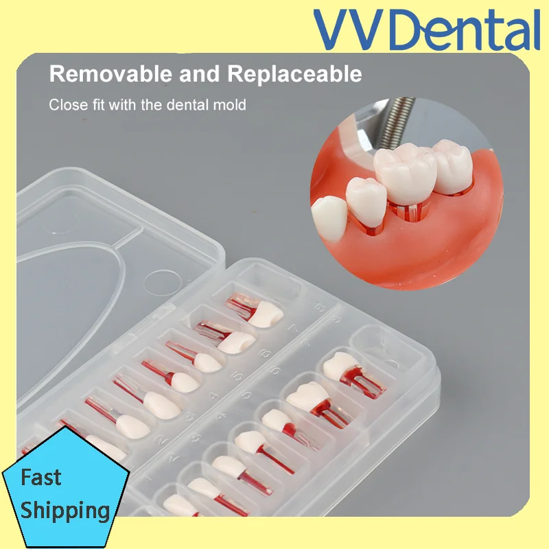 

28 Pcs Endodontics Resin Model for Root Canal Practice Student Training Tooth Teaching Studio Model Dental ToolResin Replacement
