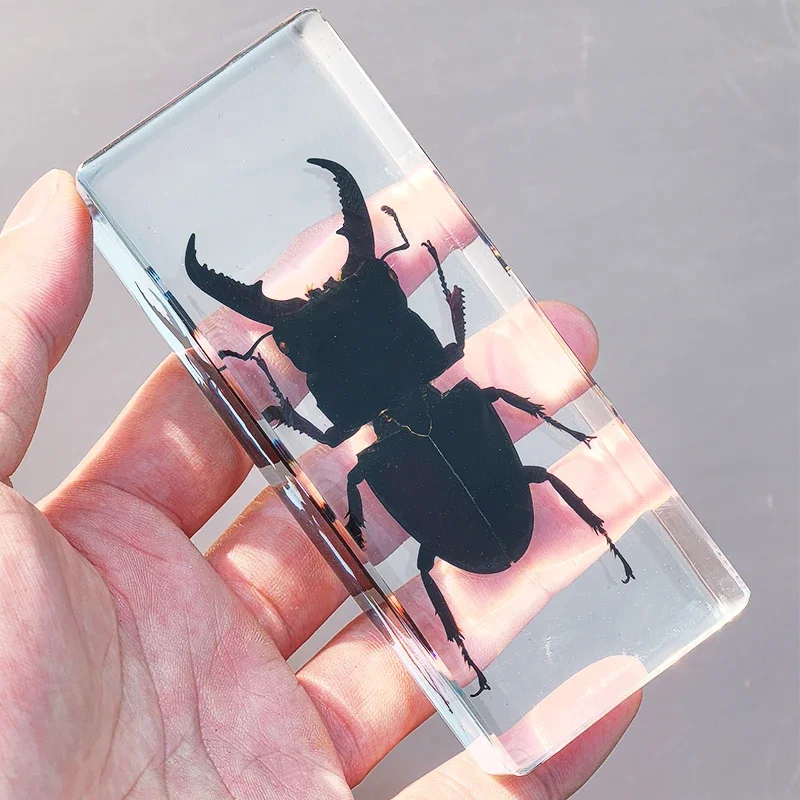 27 Large Real Insect Specimen Transparent Resin Small Ornament Known Beetle Spider Home Decoration Accessories for Living Room