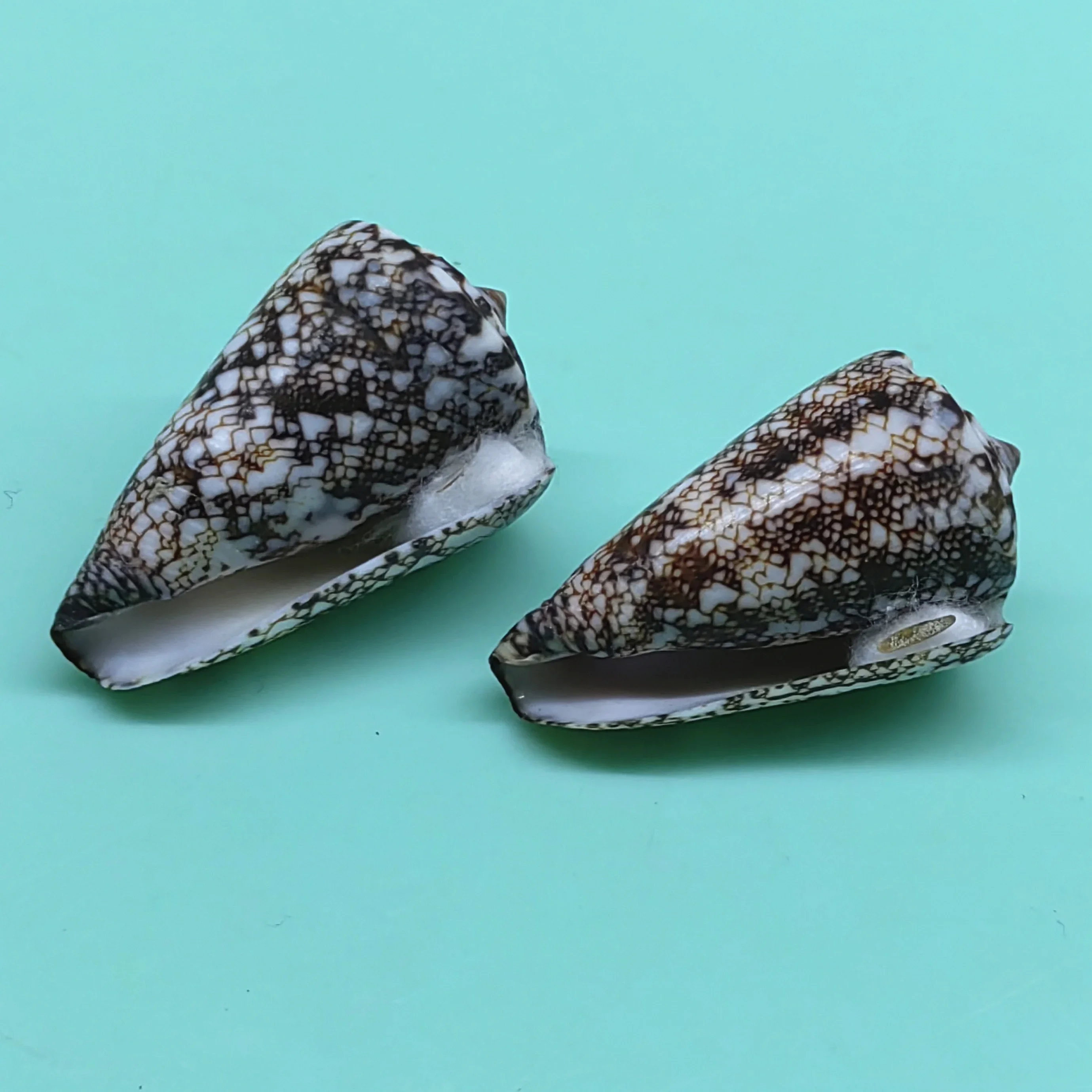 

Natural Conus Marmoreus Seashell Rare Conches Seashells Collect Specimens Accessories Aquarium Decoration Shell Decoration Craft