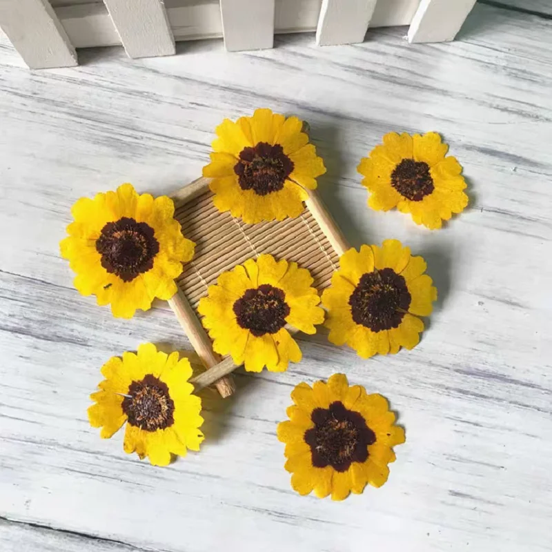 1set Pressed Dried Coreopsis basalis Plants Herbarium For Epoxy Resin Makeup Jewelry Postcard Invitation Card Phone Case DIY