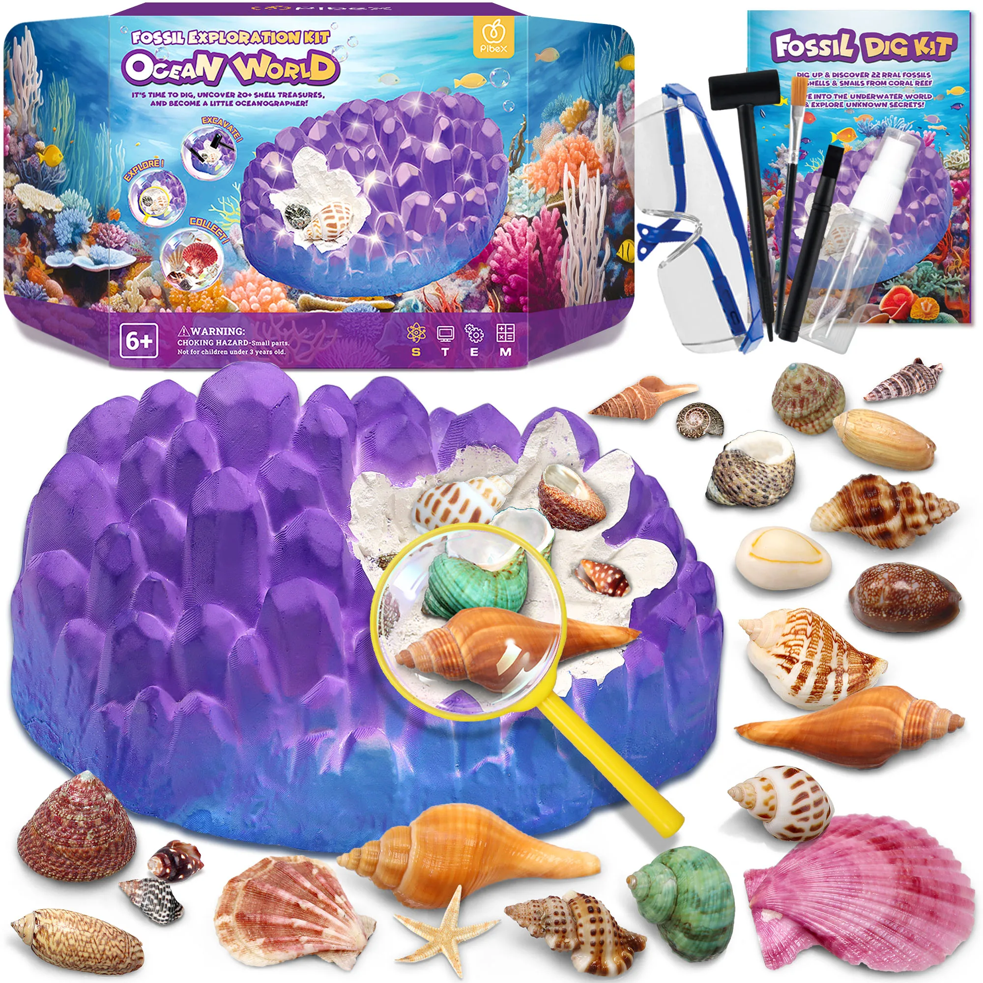 Ocean Fossil Dig Kit Dig up 20+ Real Shells Snails Fun Science Educational Set Activity Geology Excavating Kit Fossil Collection