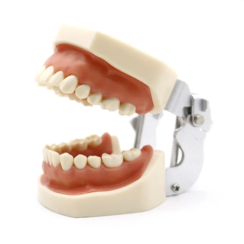 

Standard Dental Teaching Model Study on The Structure of Oral Teeth Dentist Educational Demonstration Tool for Brushing Teeth