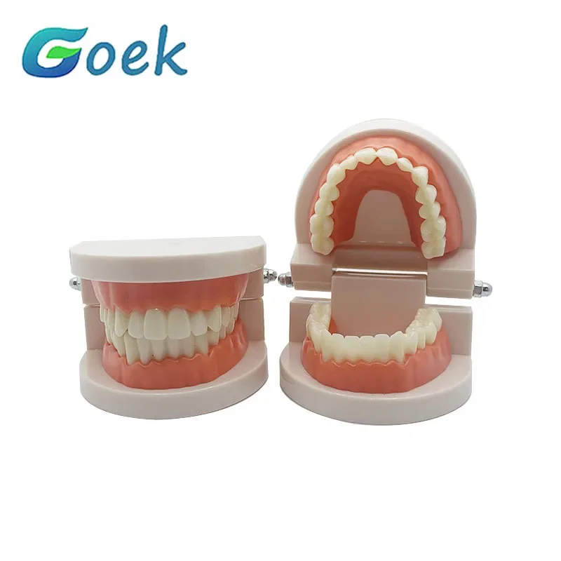 1:1 Dental Model False Teeth Teaching Model Dentistry Dentures Gifts Supplies Tool for Practice Demonstration Good Quality