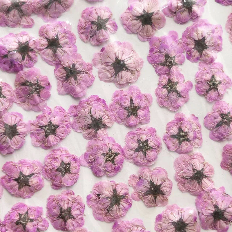 

1000Pcs Dyed Small Daffodil Pressed Flowers DIY Materials Resin Jewelry Phone Case Makeup Nail Art Dried Flowers Pressed Flowers Pearl Plum Dried Flowers