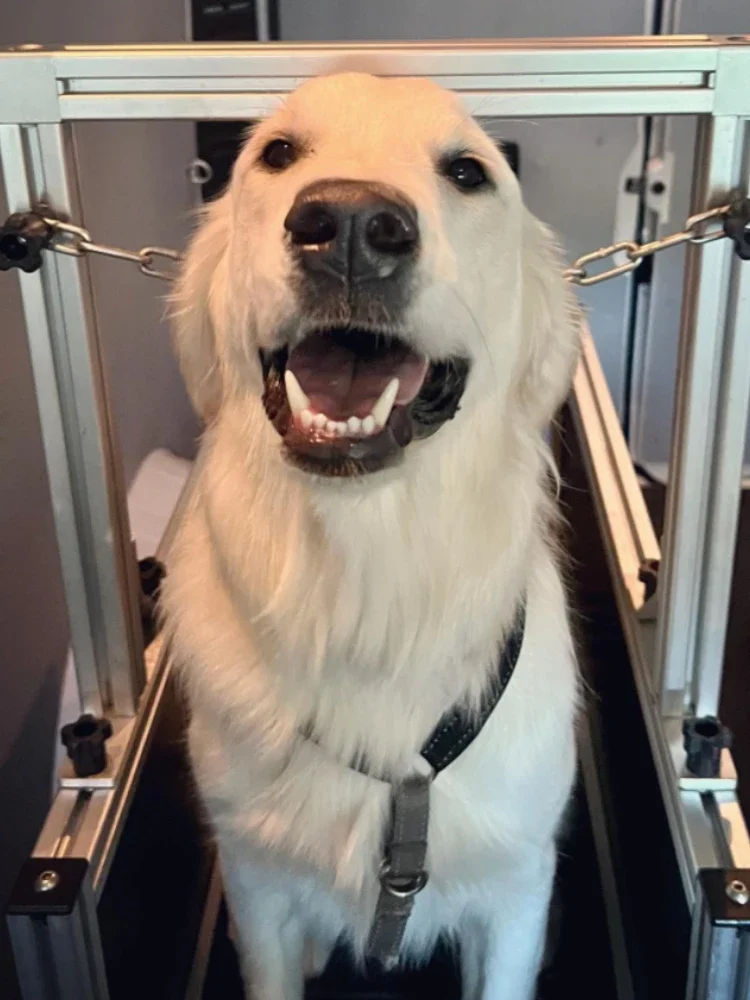 Customized Animal Treadmill Dog ,Treadmill For Dogs, pets aluminum treadmill walking  for wholesale