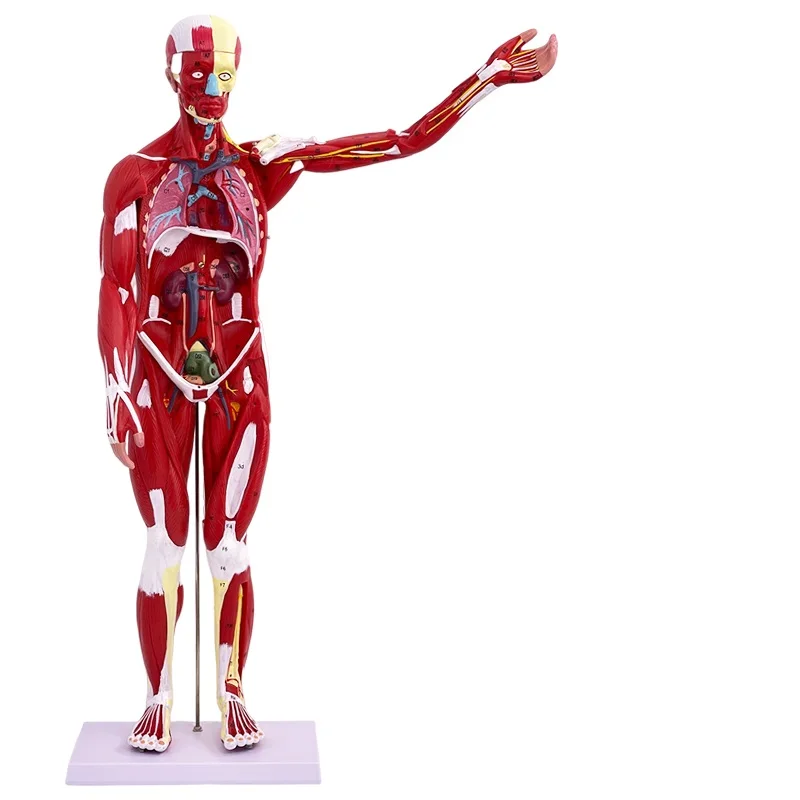 80CM HUMAN MUSCLE MODEL MALE (27 PARTS) With Internal Organs Adult Visceral Anatomical Model,Body Anatomy of Muscles and Viscera