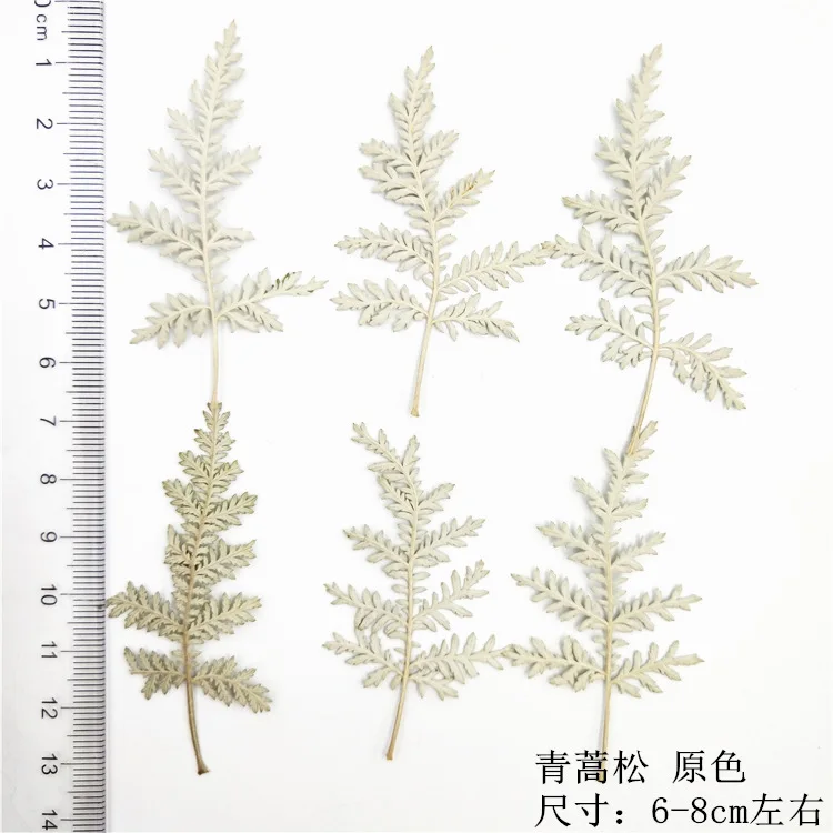 Artemisia annua-True tree leaves, dried flowers, embossed plant specimen, DIY material, dripping gum, dried flowers