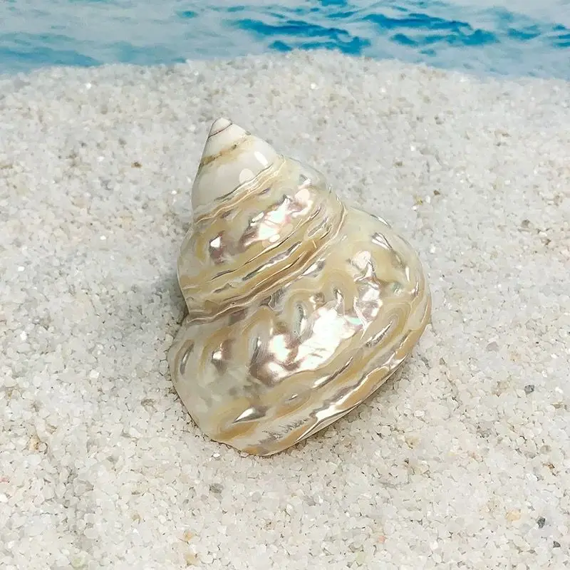 New Pearl Tower Snail Hermit Crab Natural Conch Shell Fish Tank Landscaping Home Decoration