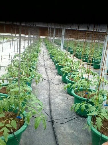 Agricultural Drip Irrigation System Hose Tube Barbs Joint