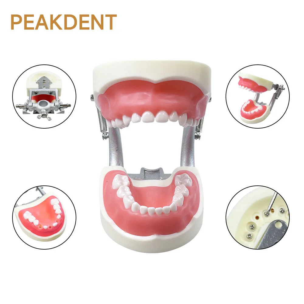 

Dental teaching model children's tooth preparation model children's permanent tooth