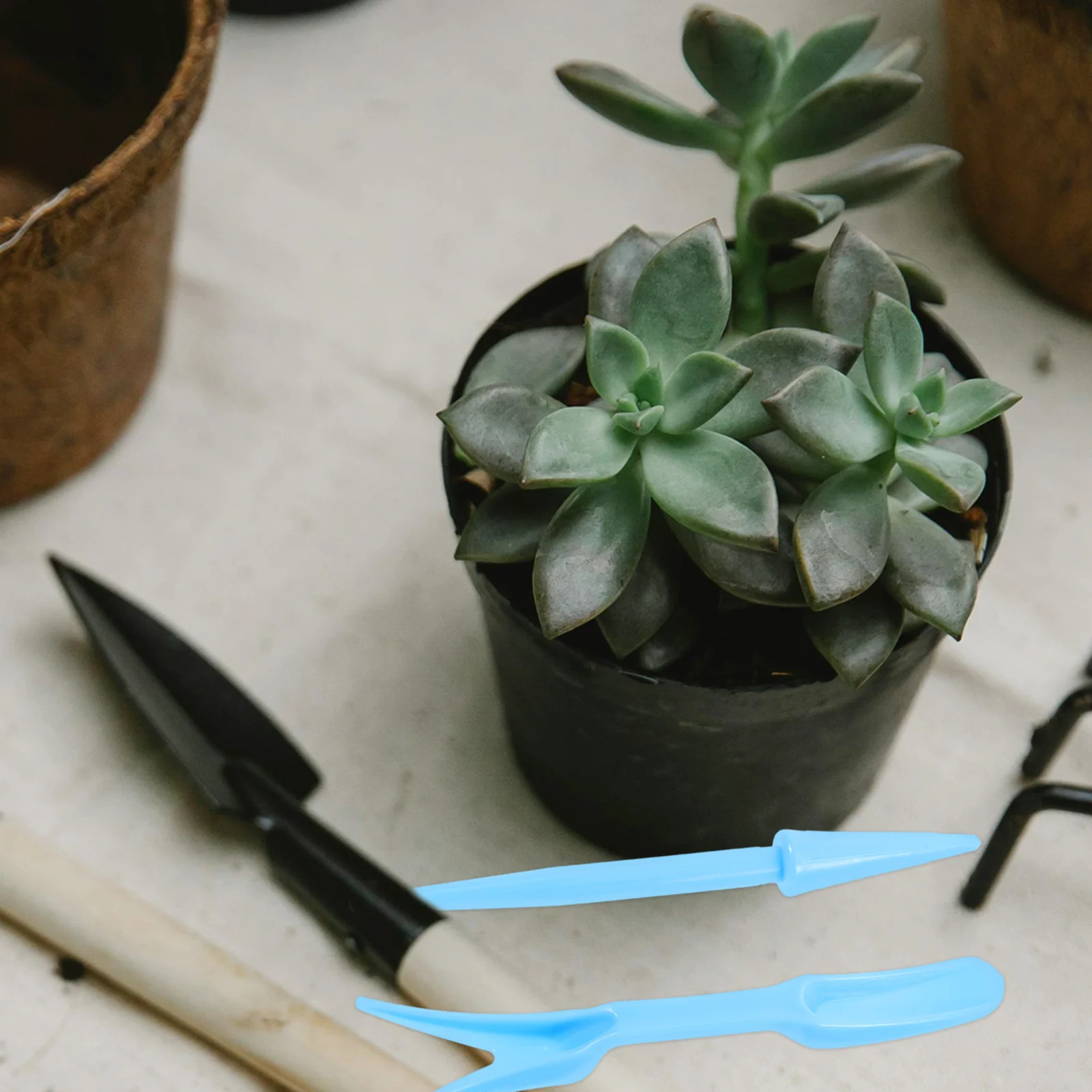 

12Sets Planting Supplies Garden Hand Tool Set Transplant Tools for Succulent Bonsai Flowerpot Lightweight Easy to Use Kit