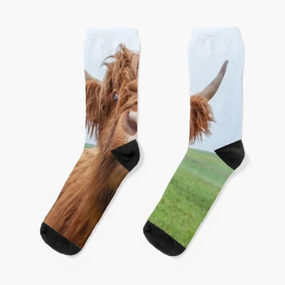 

Galloway-Rinder auf Weide funny cow look Socks new year colored Socks Women Men's