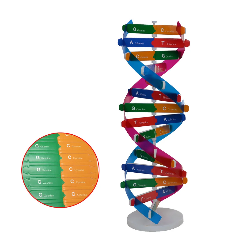 DIY-dna二重らせんモデル,生物科学実験ツール,人間の遺伝子学習ツール,学校やオフィス向け