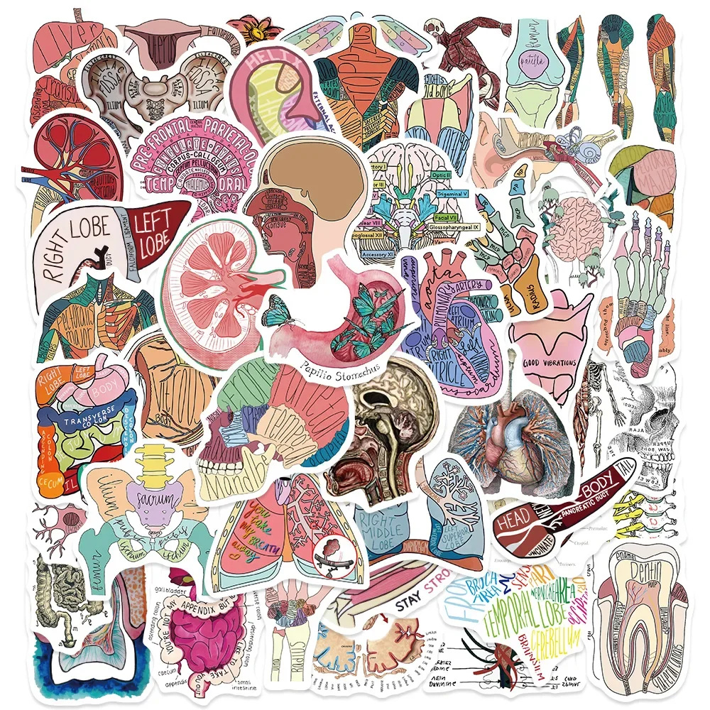 50pcs Cartoon Human Organ Medical Anatomy Stickers Aesthetic DIY Laptop Skateboard Car Waterproof Sticker Classic Toy