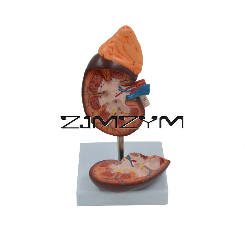 Kidney Anatomy Teaching Model Kidney Anatomy 1.5x Magnification With Adrenal Teaching Model Tools