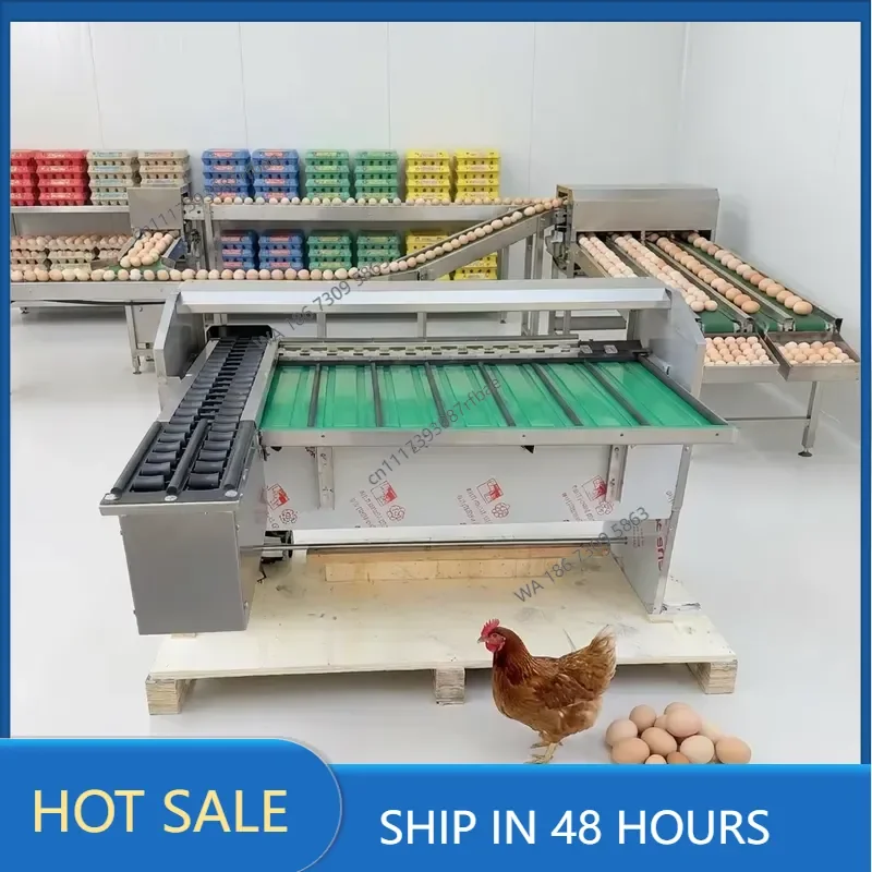 Automatic Sorting Machine 10000 Eggs/hour Chicken Sorter Grading Machine Grading and Packing Machine for Poultry