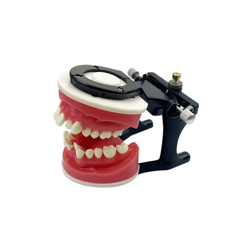 Imagen 2 del producto Nuevo modelo de mandíbula de entrenamiento de ortodoncia Dental, encías de cera, tratamiento ortopédico, modelo de dientes para práctica, enseñanza, estudio, educación, Typodont